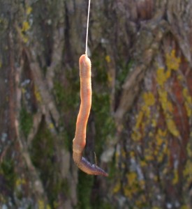 Regenwurm als K�der f�r Karpfen