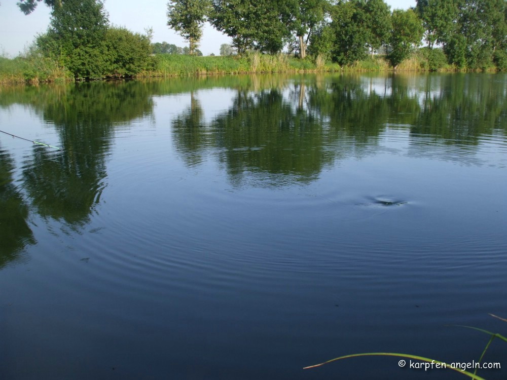 wasserwellen-karpfen-an-oberflaeche