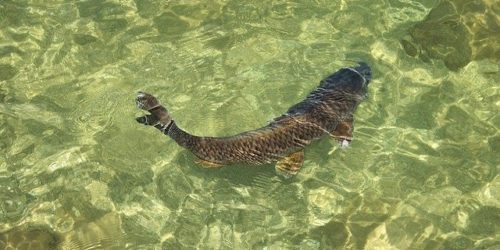 Graskarpfen im Wasser