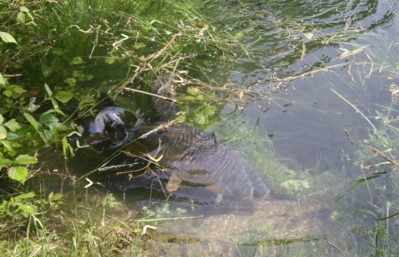 Karpfen beim laichen